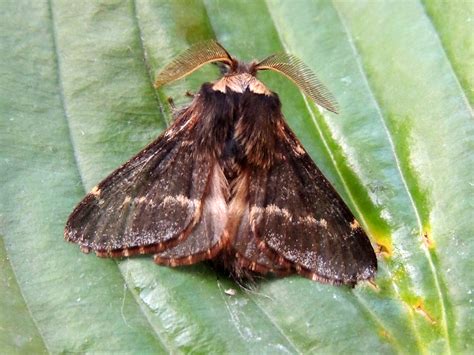 Fascinating Facts About Winter Moths Butterfly Conservation