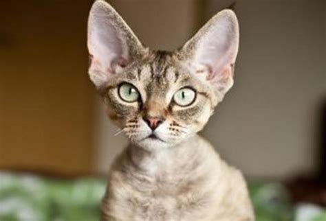 Devon Rex Cat Breed Personality Behavior Facts And Characteristics