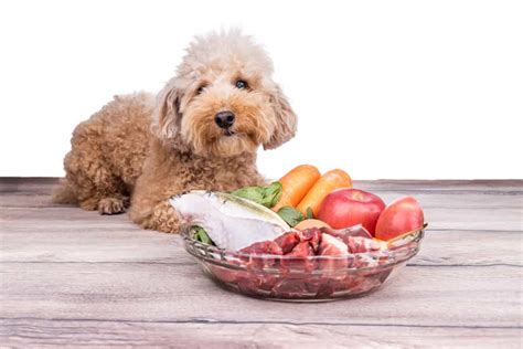 26 Best Dog Foods For Poodles 2023 Premium And Budget K9 Web