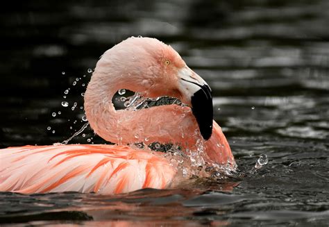 Animals Nature Flamingos Birds Water Wallpapers Hd