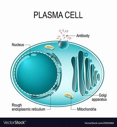 Plasma Cell Microscope Under Plasmocyte Anatomy Vectorstock