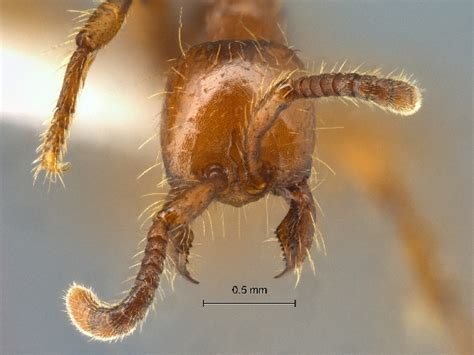 Formicidae Aenictinae Aenictus Philip Pinensis