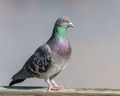Rock Pigeon Yesterday I Posted Just The Feet Of This Bird For People