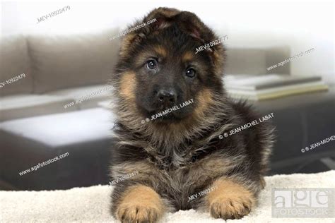 Dog German Shepherd 3 Months Old Stock Photo Picture And Rights