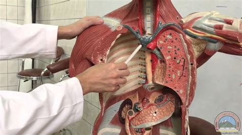 Anatomy of the chest and the lungs: Anatomy of the Thoracic Cavity - 1st Plastic Model - YouTube