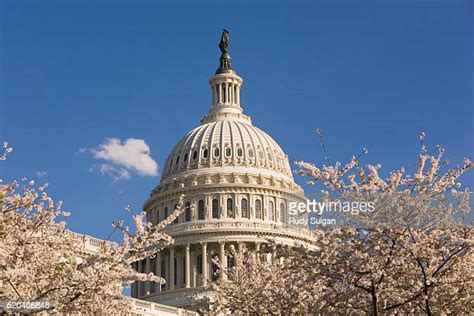 Us Capitol And Cherry Blossoms Photos And Premium High Res Pictures
