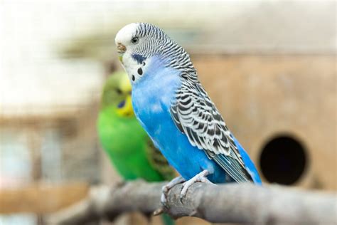 What Should I Feed My Budgie United Parrot Kingdom