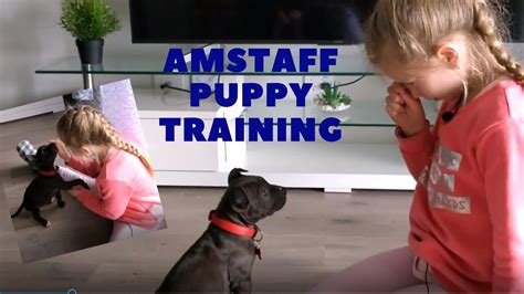 Train your puppy quickly & easily! How to train an 8-week old American Staffordshire puppy ...