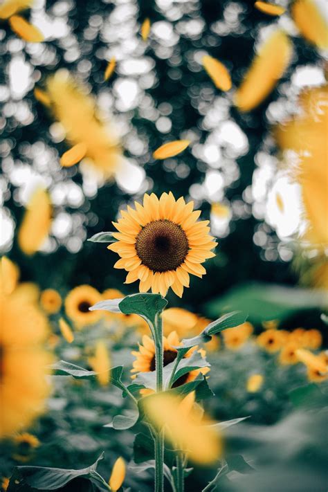 Que Lindo Girassol Sunflower Photography Flowers Photography Nature