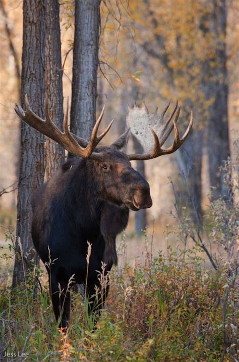 Moose Pics Moose Pictures Animal Pictures Moose Hunting Bull Moose