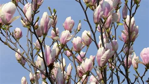 For an instant privacy screen, plant these trees 5 feet apart. Flowering Trees in Missouri | Garden Guides