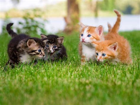 Finde fotos von baby katzen. Babykatzen bereiten sich aufs Toben vor