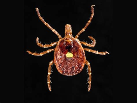 The Meat Allergy Tick Also Carries A Mystery Killer Virus Wired