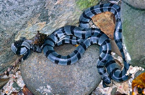 Most Poisonous Snake In The World Find Out The Top 10 Dangerous Snakes