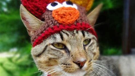 14 Cats Dressed As Thanksgiving