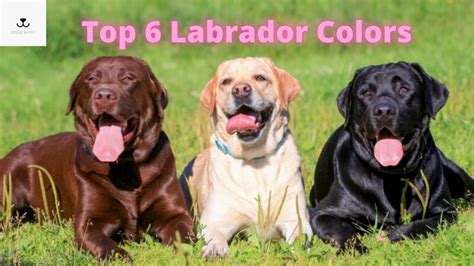 Top 6 Labrador Colors Differences Genetics And Rarest Coat