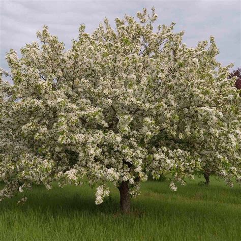 Apple Crabapple Malus Donald Wyman White Flower Farm Gardening