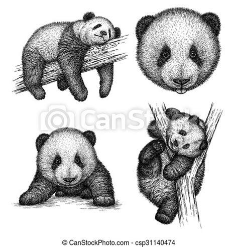Engrave Panda Bear Illustration Engrave Isolated Panda Bear