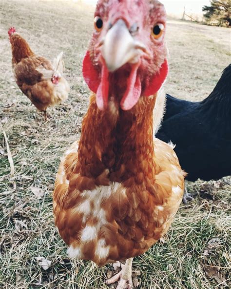 8 Weird Things You Should Know About Chickens The Ealy Homestead