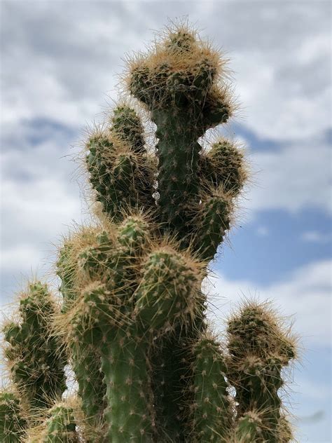 3840x2160px 4k Free Download Fuzzy Opuntia Cactus Hd Phone