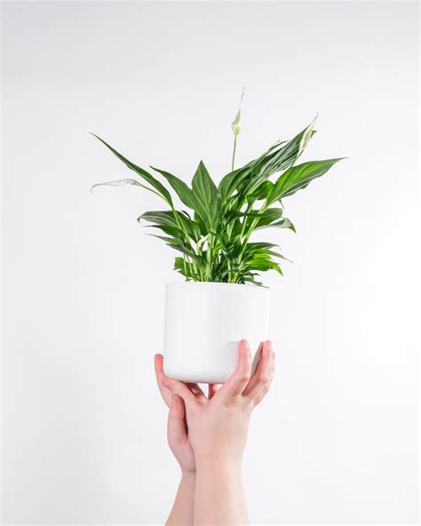 X Kamerplanten Voor Je Badkamer Tuincenter Lissens