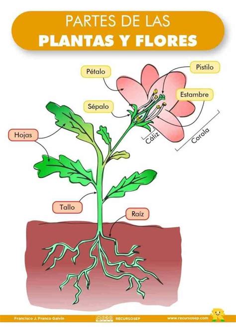 Partes De Plantas Y Flores Láminas Para El Aula Y Fichas Para El