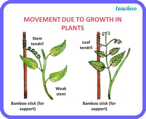 Bio How Do Auxins Promote The Growth Of A Tendril Around A Support