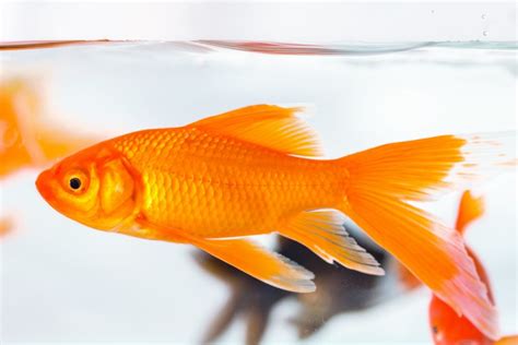 How Can You Keep A Carnival Goldfish Alive