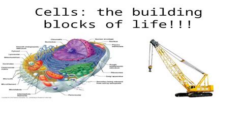 Cells The Building Blocks Of Life What Is A Cell A Cell Is The