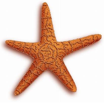 Starfish Clipart Coral Reef Transparent Fish Star
