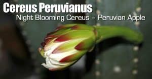12″ inches to 25′ feet tall. Cereus Peruvianus Care: Learn To Grow The Peruvian Apple ...