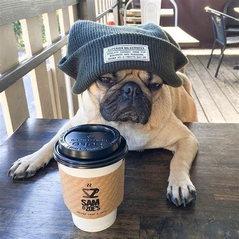 Doug The Pug With His Morning Coffee X Europugeu I Love All Pugs Pinterest
