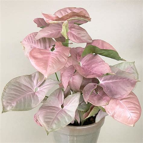 Pink Syngonium Plant Urbanoin Indoor Plant Online