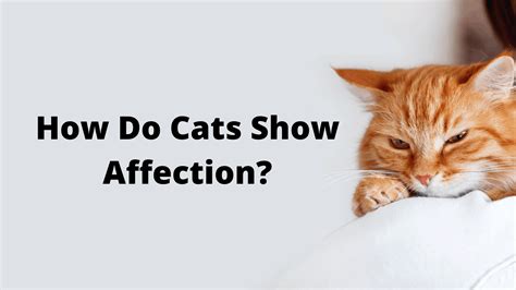 How Do Cats Show Affection Cat Sitter Toronto Inc