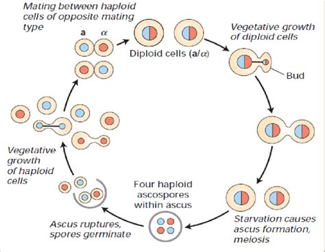 Mechanism Of Reproduction In Yeast Micro Organism Or Fungus And Stages