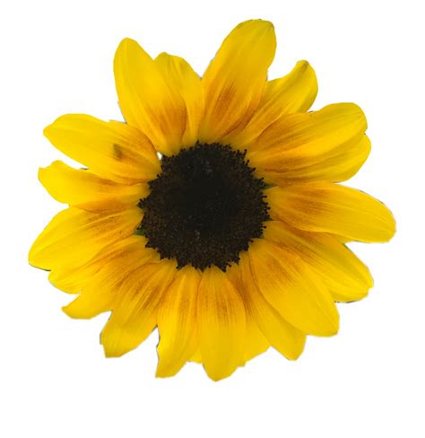 Here you can explore hq polish your personal project or design with these flower transparent png images, make it even more. #daisy #yellow #flowers #flower #sunflower #cute #overlay ...