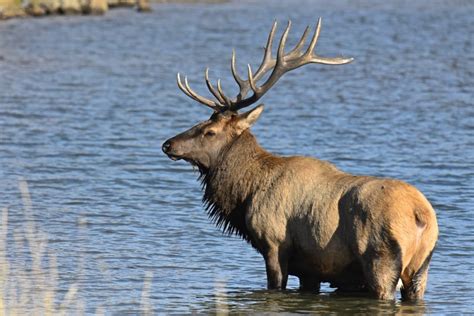 from early 15th c. the noise made by deer during sexual excitement. It is time for the Rut! | River Spruce Cabins