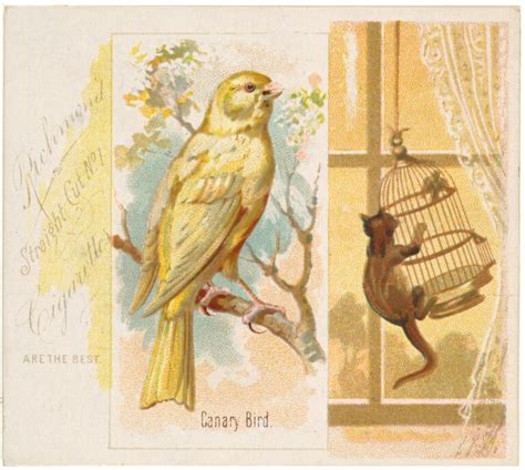 15 Canary Images The Graphics Fairy