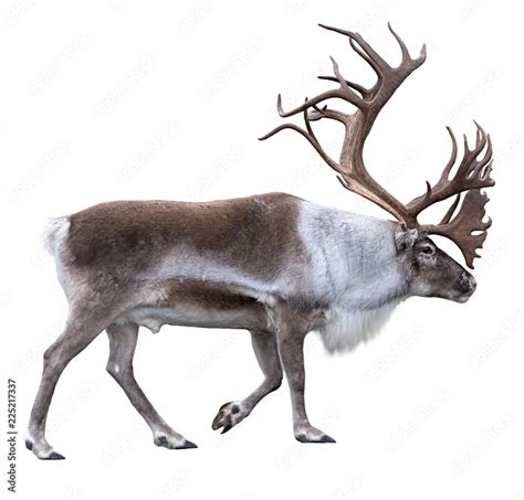 Reindeer With Huge Antlers Isolated On The White Background Side View