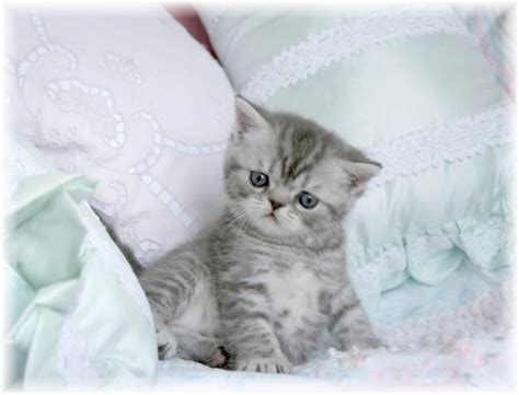 Exotic shorthair kittens for sale is the best choice for beautiful, healthy, affectionate, lovely and adorable shorthair kittens. Exotic Shorthair Persian Kittens - The Lazy Man's ...