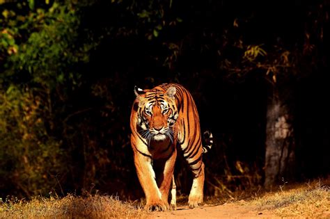 Tigers Of Kanha National Park Kanha Tiger Safari