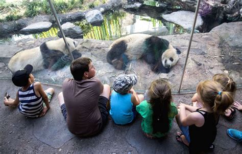 Canada Calgary Zoo Giant Pandas