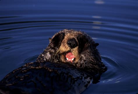 What We Can Learn From Sick Sea Otters Bay Nature