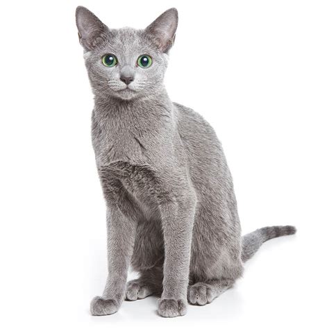 Russian Blue Cats Personality