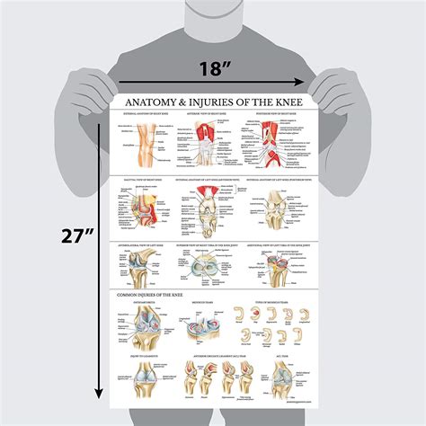 Knee Joint Anatomical Chart Laminated Palace Learning