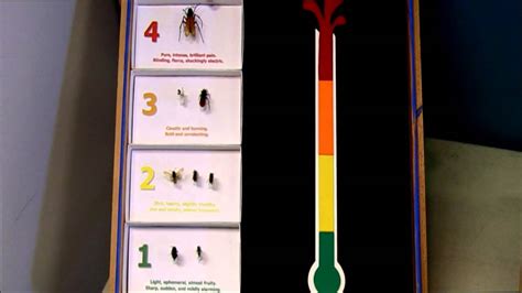 We have depicted a selection of insects included in schmidt's sting pain index above, scaling the insects by. SCHMIDT STING PAIN INDEX - YouTube