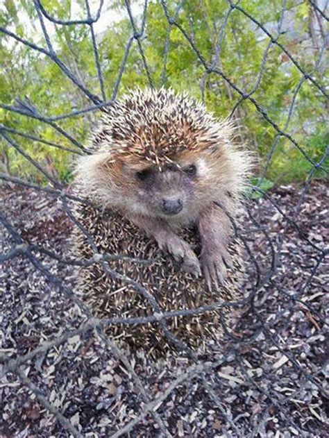 European Hedgehog Mortality - Environmental & Misadventure | Wildlife ...