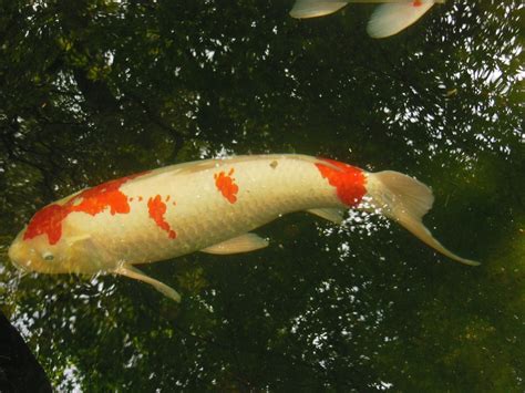 Daily Glimpses Of Japan Koi Fish