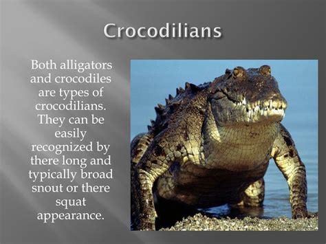 Ppt Crocodiles And Alligators Powerpoint Presentation Free Download