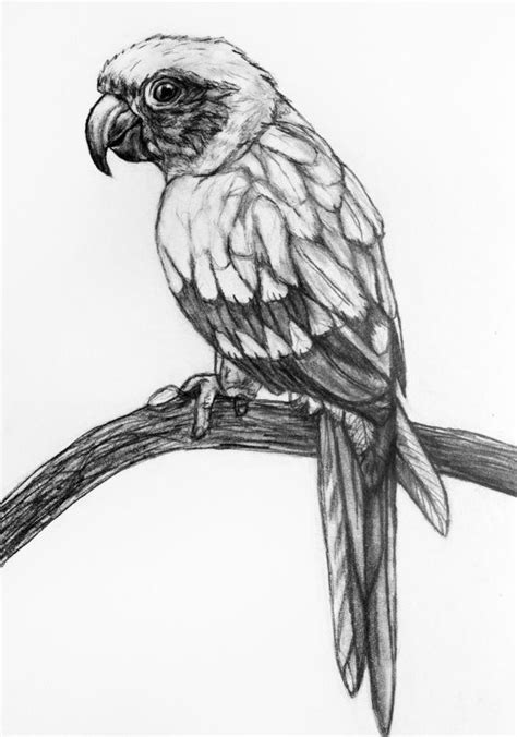 Original Pencil Drawing Parrot 55 Pencil Drawings Daily Drawing